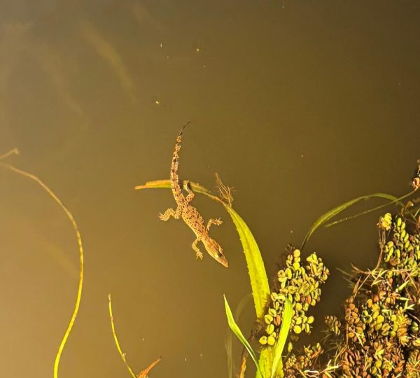 Crocodile watching tour